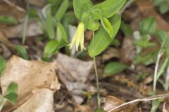 Perfoliate Bellwort, Uvularia perfoliata