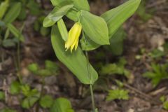 Perfoliate Bellwort, Uvularia perfoliata