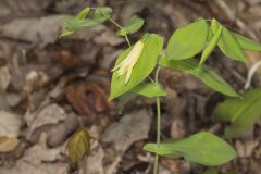 Perfoliate Bellwort, Uvularia perfoliata