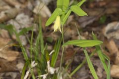 Perfoliate Bellwort, Uvularia perfoliata