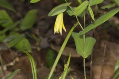 Perfoliate Bellwort, Uvularia perfoliata