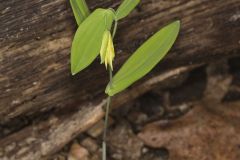 Perfoliate Bellwort, Uvularia perfoliata