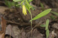 Perfoliate Bellwort, Uvularia perfoliata