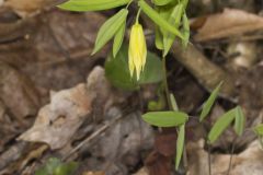 Perfoliate Bellwort, Uvularia perfoliata