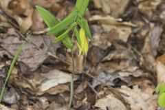 Perfoliate Bellwort, Uvularia perfoliata