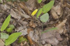 Perfoliate Bellwort, Uvularia perfoliata