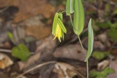 Perfoliate Bellwort, Uvularia perfoliata