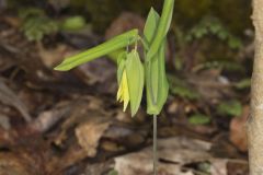 Perfoliate Bellwort, Uvularia perfoliata