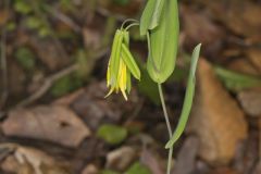 Perfoliate Bellwort, Uvularia perfoliata