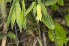 Perfoliate Bellwort, Uvularia perfoliata