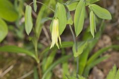 Perfoliate Bellwort, Uvularia perfoliata