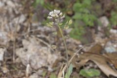 Perfoliate Pennycress, Microthlaspi perfoliatum