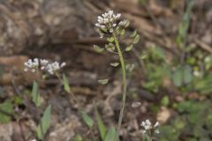 Perfoliate Pennycress, Microthlaspi perfoliatum