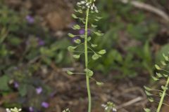 Perfoliate Pennycress, Microthlaspi perfoliatum