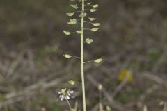 Perfoliate Pennycress, Microthlaspi perfoliatum