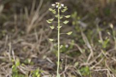 Perfoliate Pennycress, Microthlaspi perfoliatum