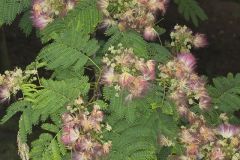 Persian Silk Tree, Albizia julibrissin