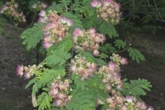 Persian Silk Tree, Albizia julibrissin