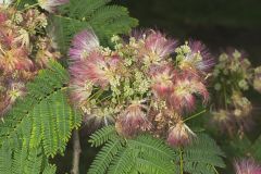Persian Silk Tree, Albizia julibrissin