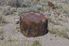 Petrified Wood in the Petrified Forest National Park