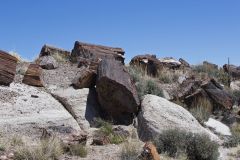 Petrified Wood in the Petrified Forest National Park