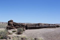 Petrified Wood in the Petrified Forest National Park