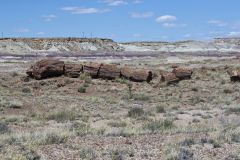 Petrified Wood in the Petrified Forest National Park