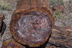 Petrified Wood in the Petrified Forest National Park