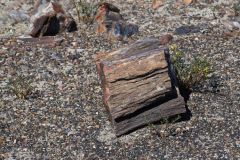 Petrified Wood in the Petrified Forest National Park
