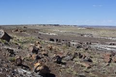 Petrified Wood in the landscape at Petrified Forest National Park