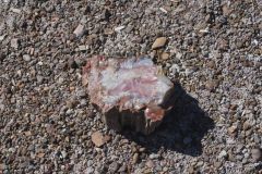 Petrified Wood in the Petrified Forest National Park