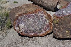 Petrified Wood in the Petrified Forest National Park