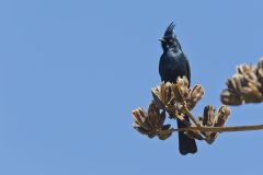 Phainopepla, Phainopepla nitens