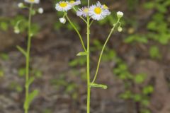 Philadelphia Fleabane, Erigeron philadelphicus