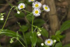 Philadelphia Fleabane, Erigeron philadelphicus