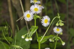 Philadelphia Fleabane, Erigeron philadelphicus