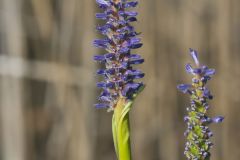 Pickerelweed, Pontederia cordata