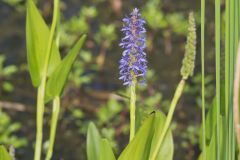 Pickerelweed, Pontederia cordata