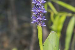 Pickerelweed, Pontederia cordata