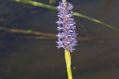 Pickerelweed, Pontederia cordata