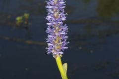 Pickerelweed, Pontederia cordata