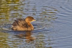 Pied-billed Grebe, Podilymbus podiceps