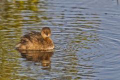 Pied-billed Grebe, Podilymbus podiceps