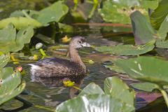 Pied-billed Grebe, Podilymbus podiceps