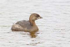 Pied-billed Grebe, Podilymbus podiceps