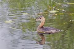 Pied-billed Grebe, Podilymbus podiceps