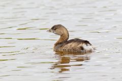 Pied-billed Grebe, Podilymbus podiceps