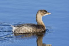 Pied-billed Grebe, Podilymbus podiceps