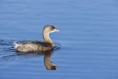 Pied-billed Grebe, Podilymbus podiceps