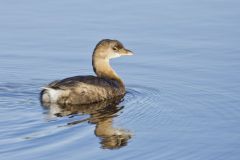 Pied-billed Grebe, Podilymbus podiceps